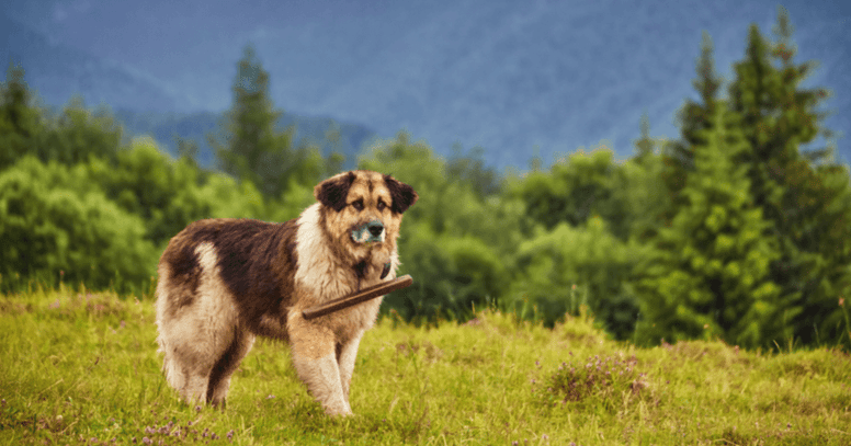 Romanian Dog Breeds